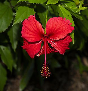Hibiscus Hiawatha (Hibiscus rosa - sinensis) - Ladybird Nursery