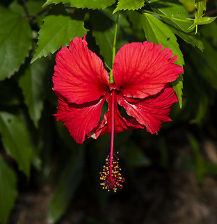 Chinese Hibiscus Hiawatha (Hibiscus rosa-sinensis)