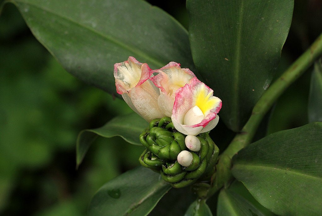 African Costus (Costus afer) - Ladybird Nursery