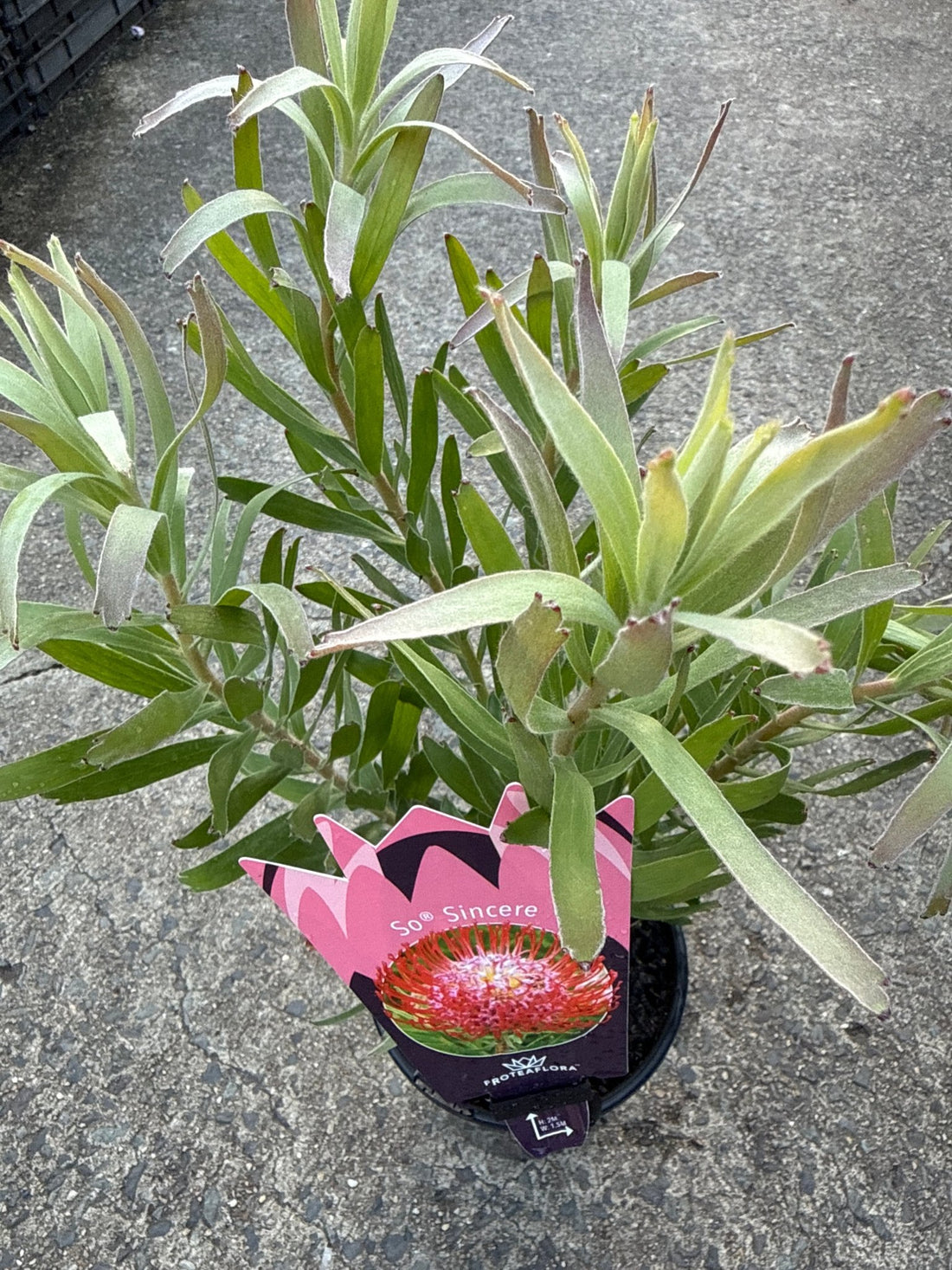 Leucospermum 'So Sincere' - Ladybird Nursery