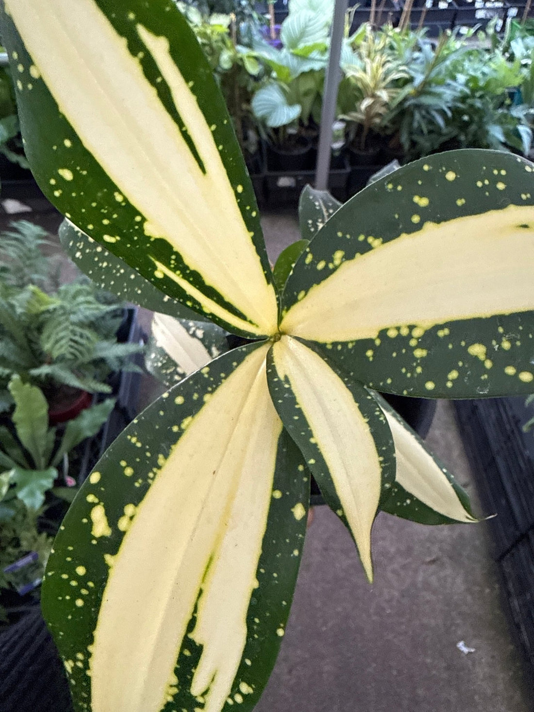 Dracaena ‘Milky Way’ (Dracaena surculosa) - Ladybird Nursery