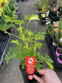 Pelargonium citrosum ‘Mozzie Buster’ - Ladybird Nursery