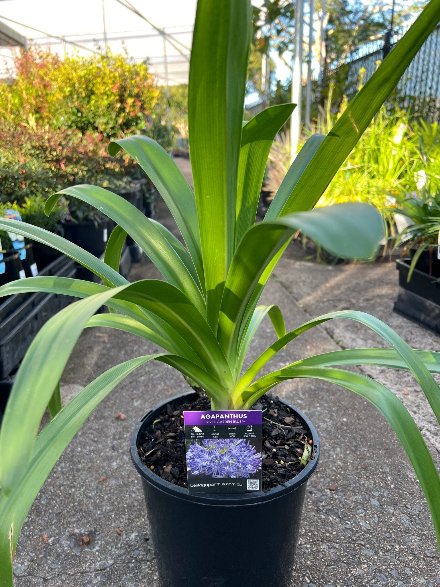 Agapanthus River Garden Blue - Large - Ladybird Nursery