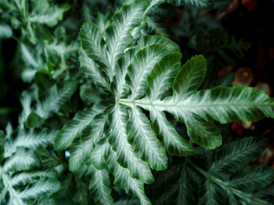 Pteris victoriae