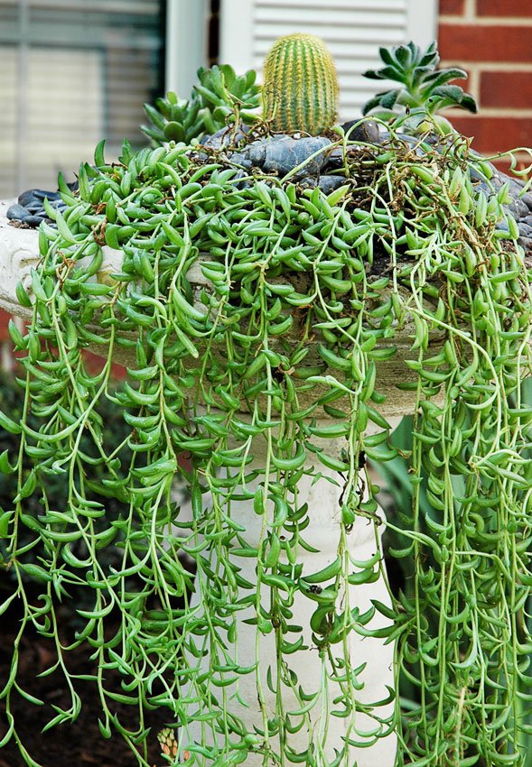 String of Bananas (Senecio radicans) - Ladybird Nursery