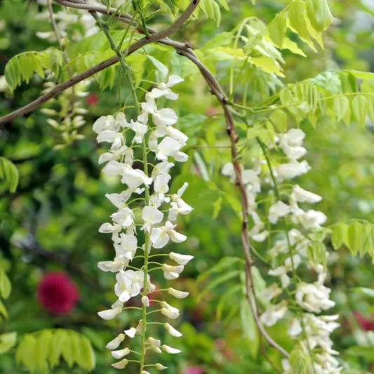 Chinese Wisteria Jako (Wisteria sinensis)