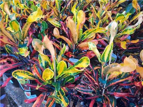 Croton Mammy - Ladybird Nursery