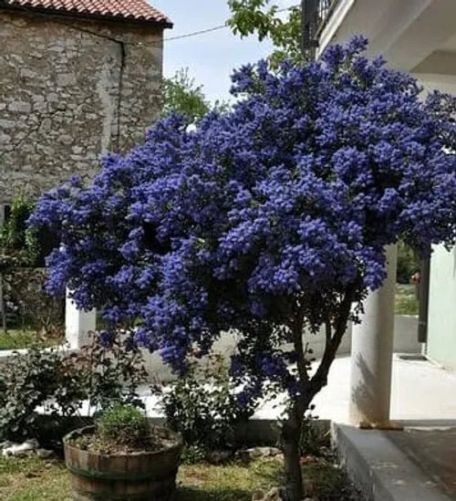 California Lilac Pacific (Ceanothus Blue) - Ladybird Nursery