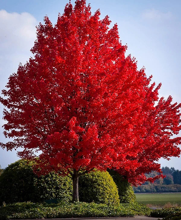 Red Maple Autumn Canadian (Acer rubrum)
