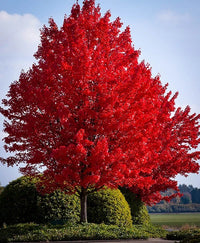 Red Maple Autumn Canadian (Acer rubrum)