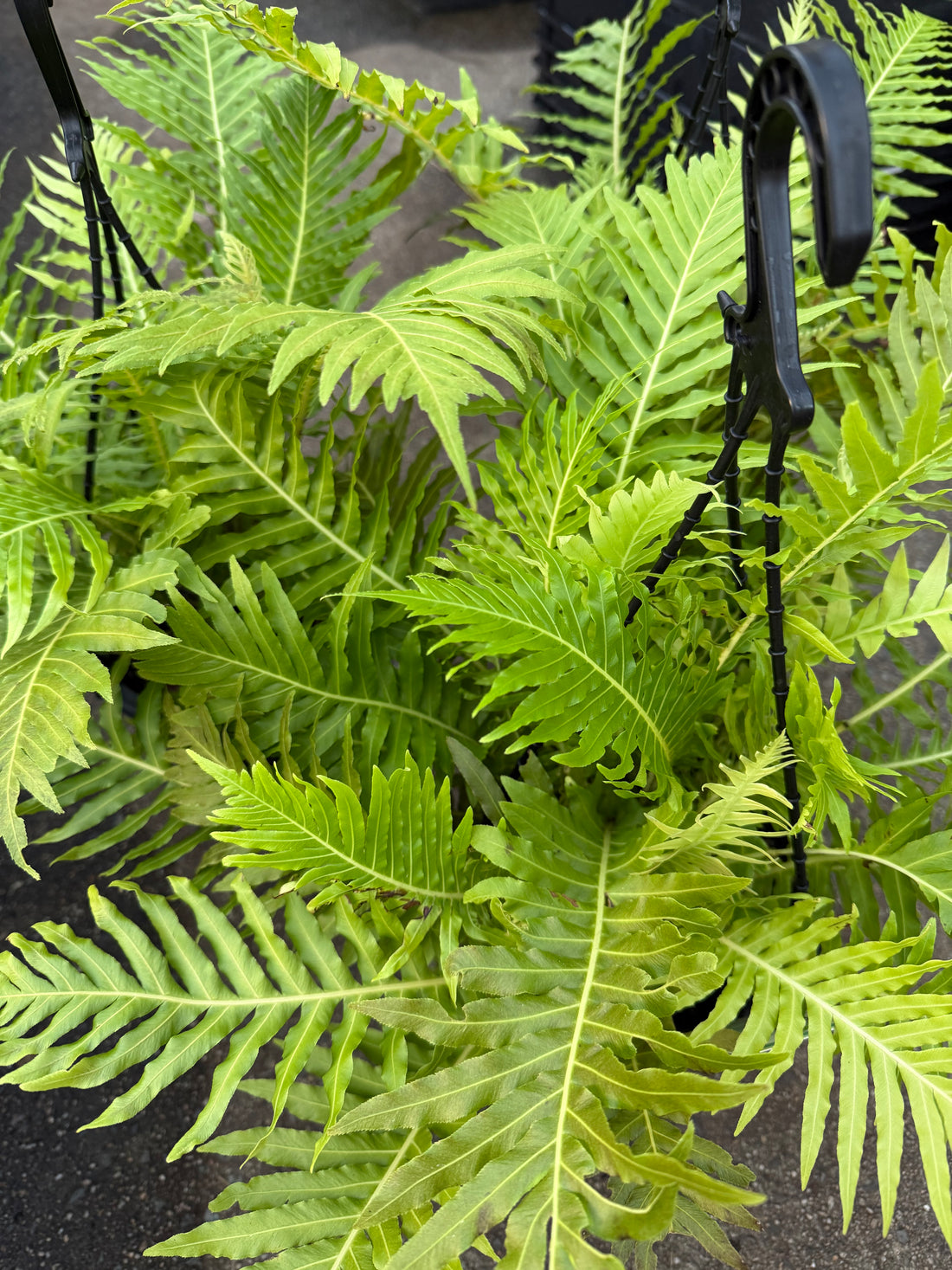 Fern ‘Silver Lady’ (Blechnum gibbum) in Hanging Basket