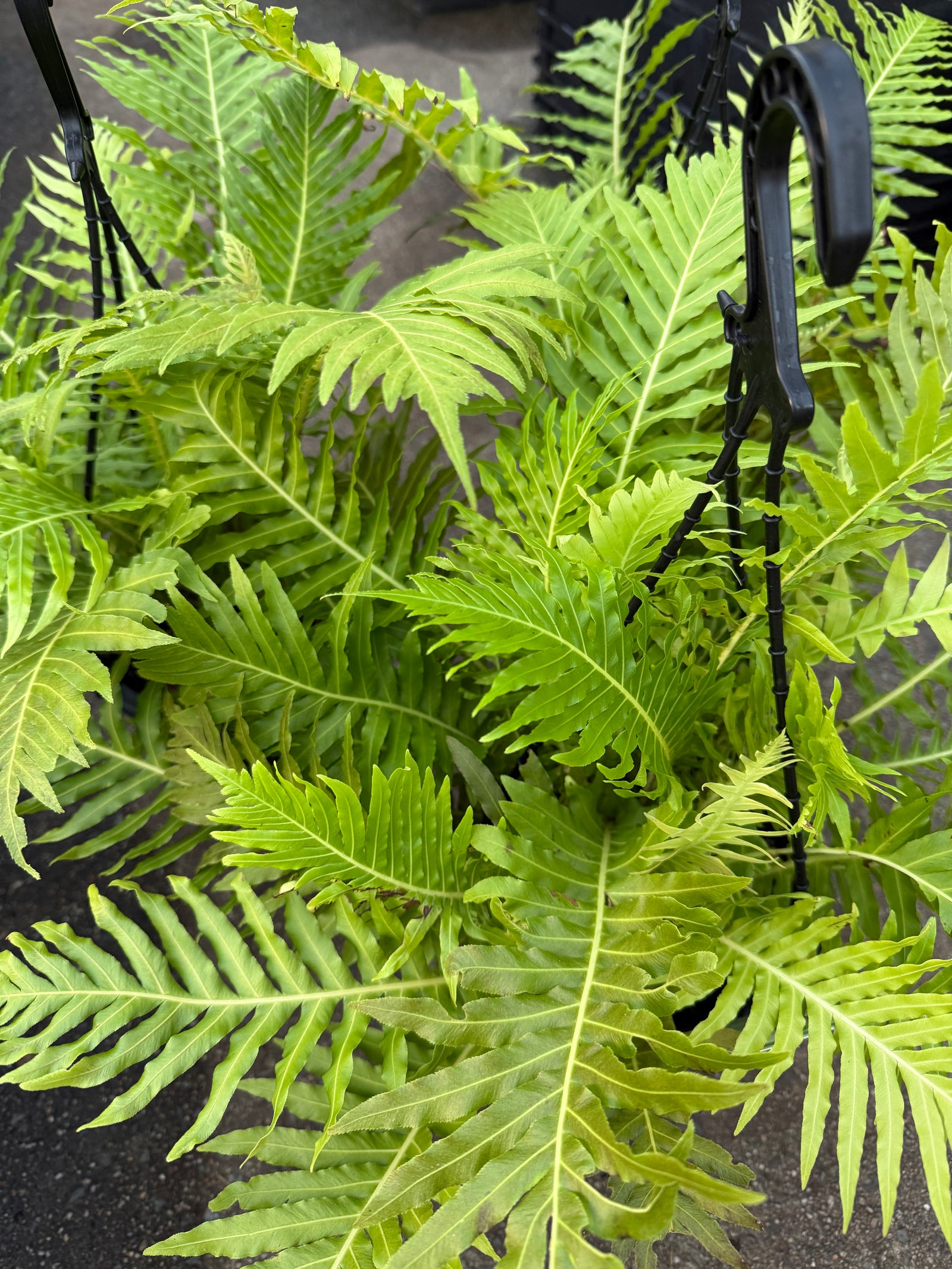 Fern ‘Silver Lady’ (Blechnum gibbum) in Hanging Basket