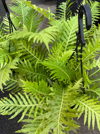 Fern ‘Silver Lady’ (Blechnum gibbum) in Hanging Basket