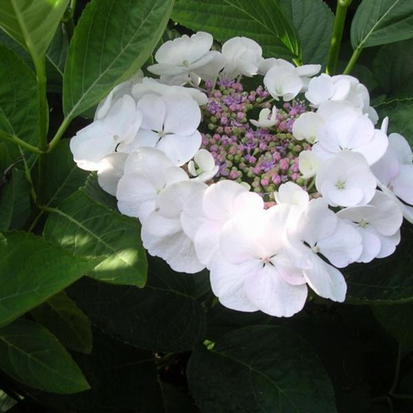 Bigleaf Hydrangea Libelle (Hydrangea macrophylla)