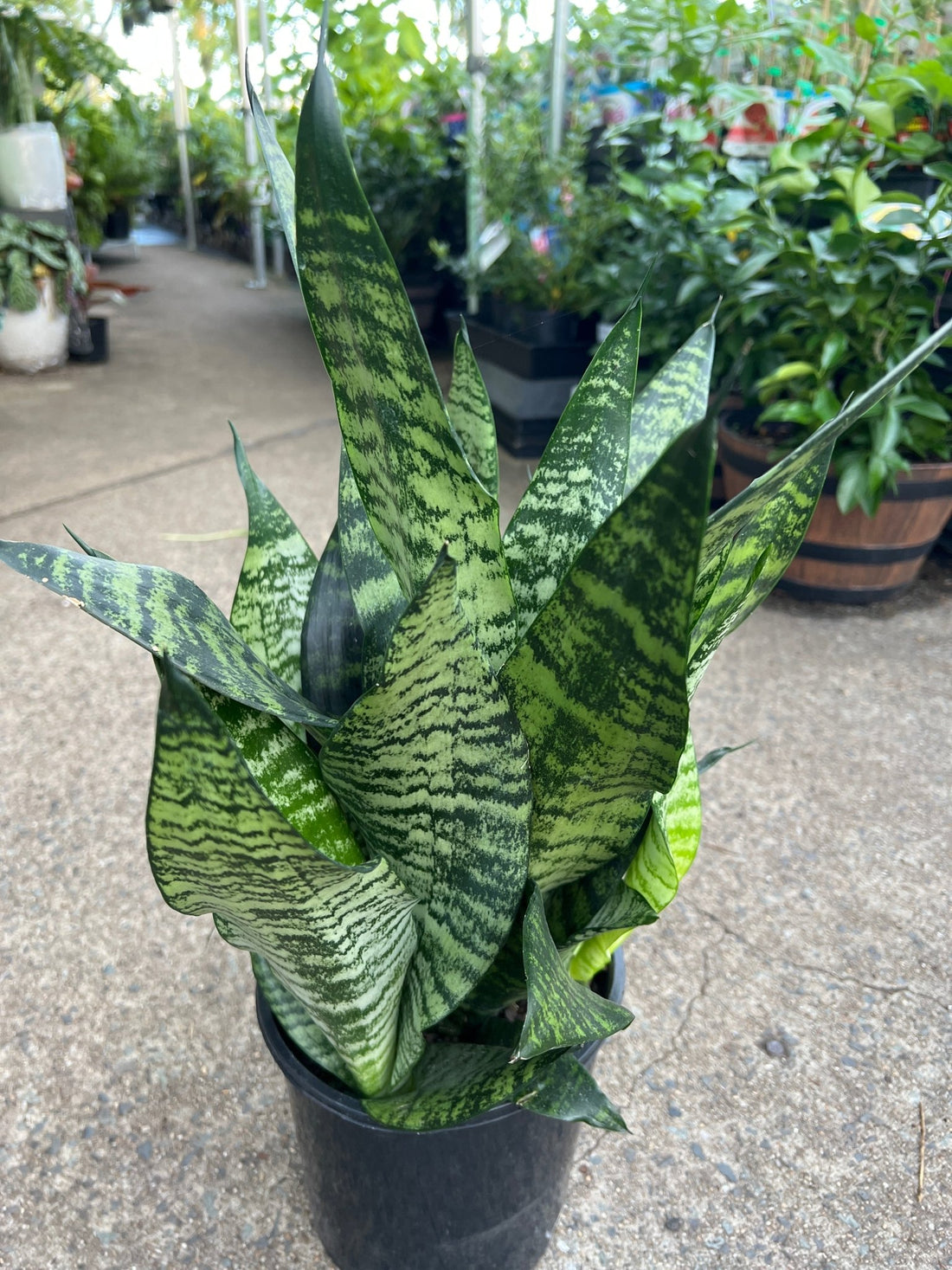 Sansevieria 'Robusta' - Ladybird Nursery