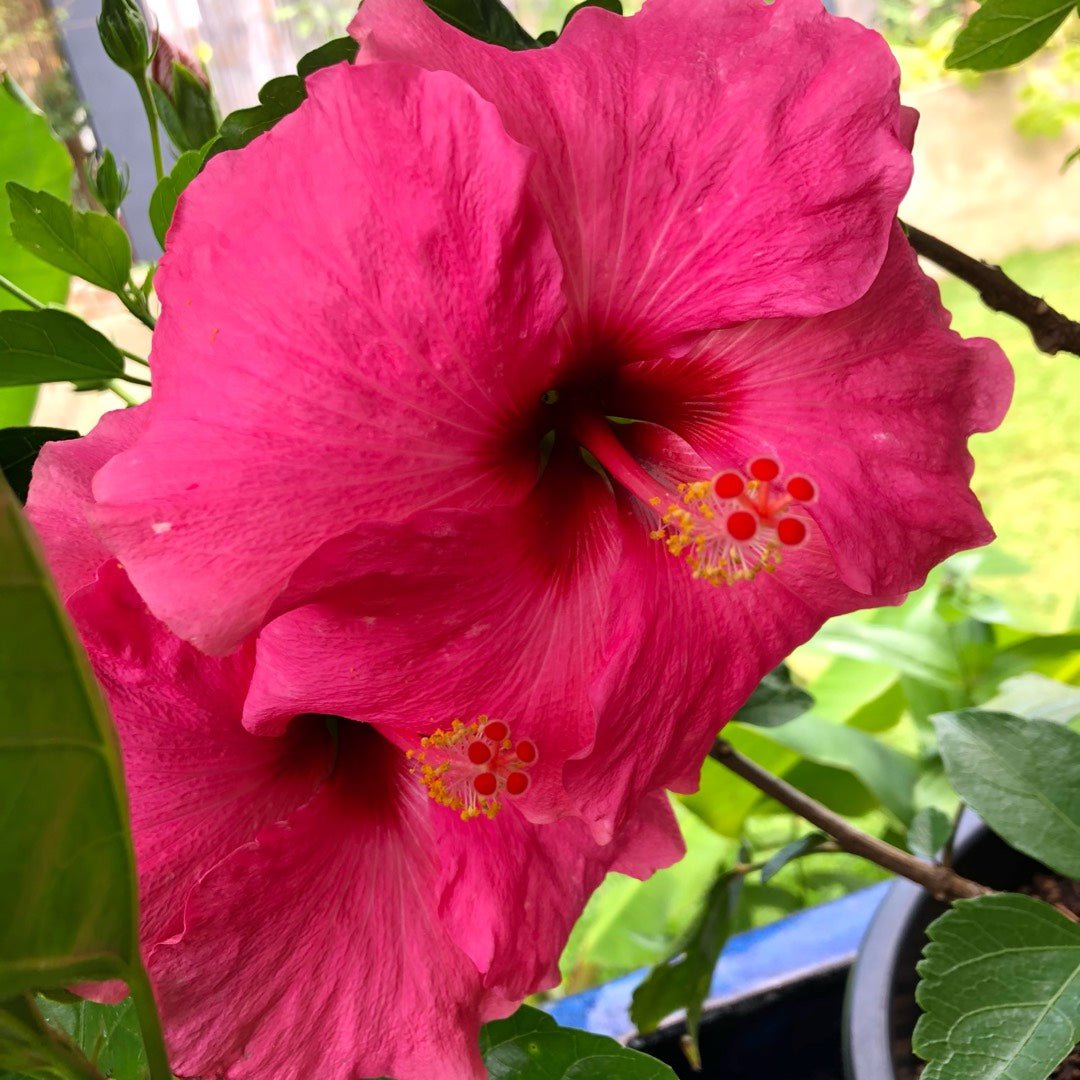 Hibiscus Flamenco™ Adonicus Pink - Ladybird Nursery
