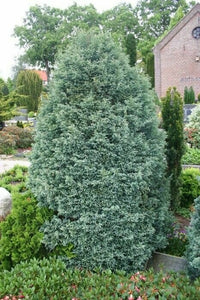 Sawara Cypress Boulevard (Chamaecyparis pisifera)