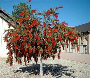 Weeping Bottlebrush (Callistemon viminalis) - Ladybird Nursery