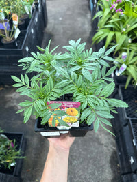 Marigold 'Pom Pom Mix' 4 cell (Pickup only) - Ladybird Nursery