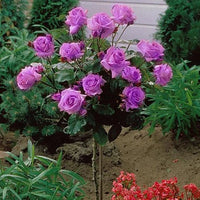 Rose Face (Rosa Angel) - Ladybird Nursery