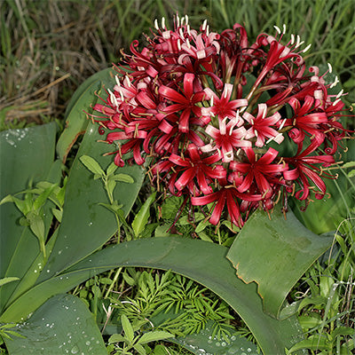 Ixora Tangerine Fire