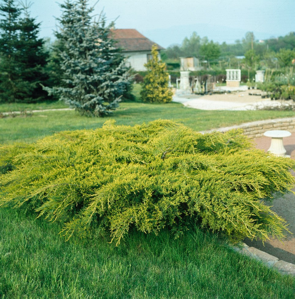 Chinese Juniper Gold Coast (Juniperus chinensis)