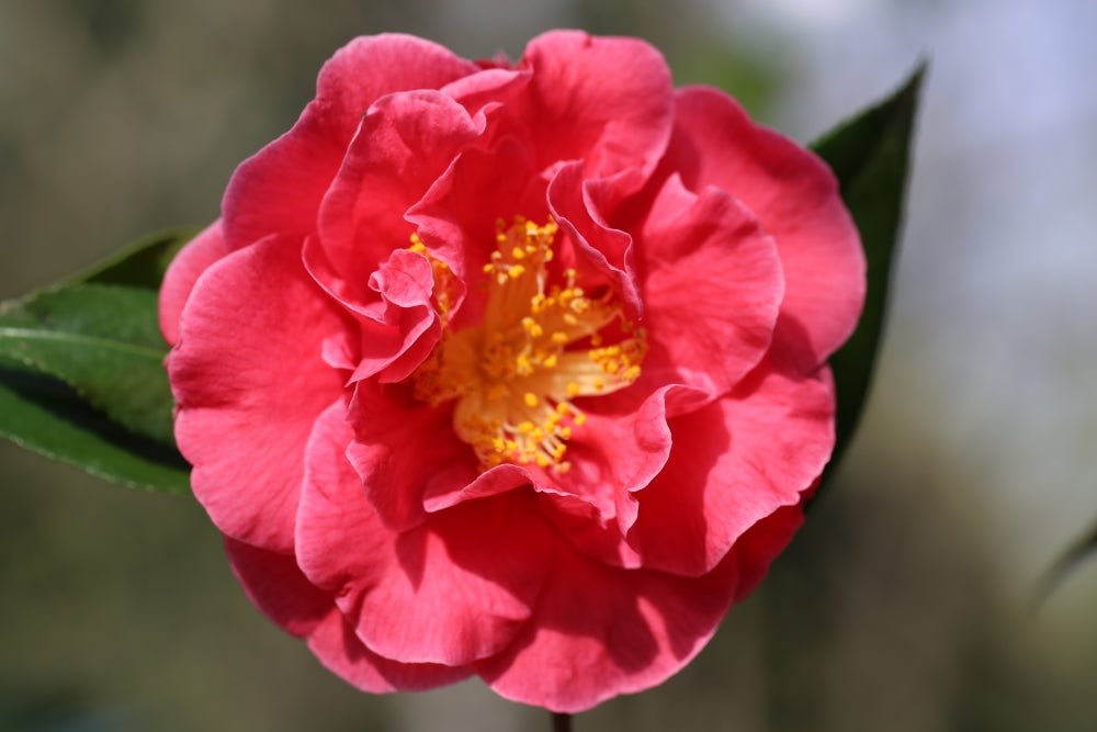 Camellia Guilio Nuccio (Camellia japonica) - Ladybird Nursery
