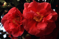 Camellia Guilio Nuccio (Camellia japonica) - Ladybird Nursery