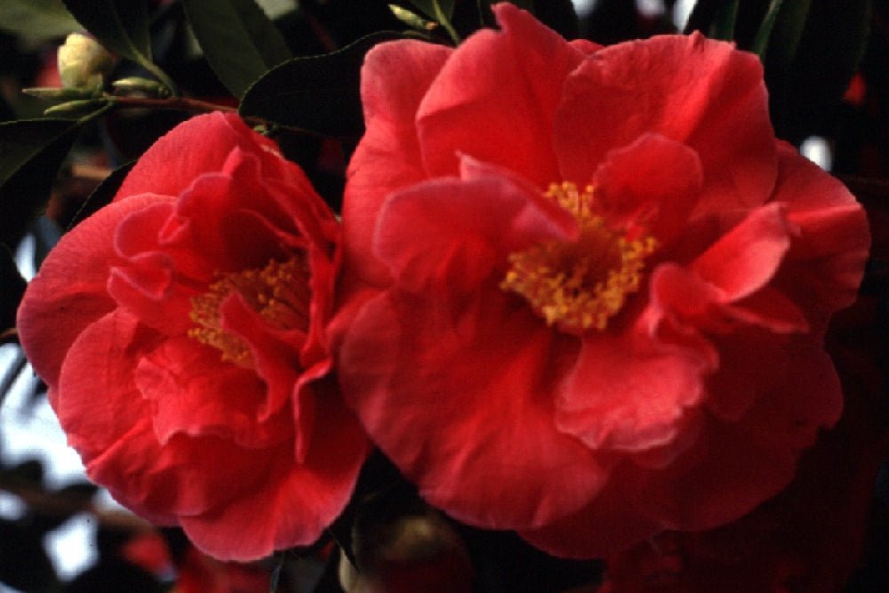 Camellia Guilio Nuccio (Camellia japonica) - Ladybird Nursery