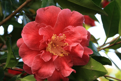 Camellia Guilio Nuccio (Camellia japonica) - Ladybird Nursery