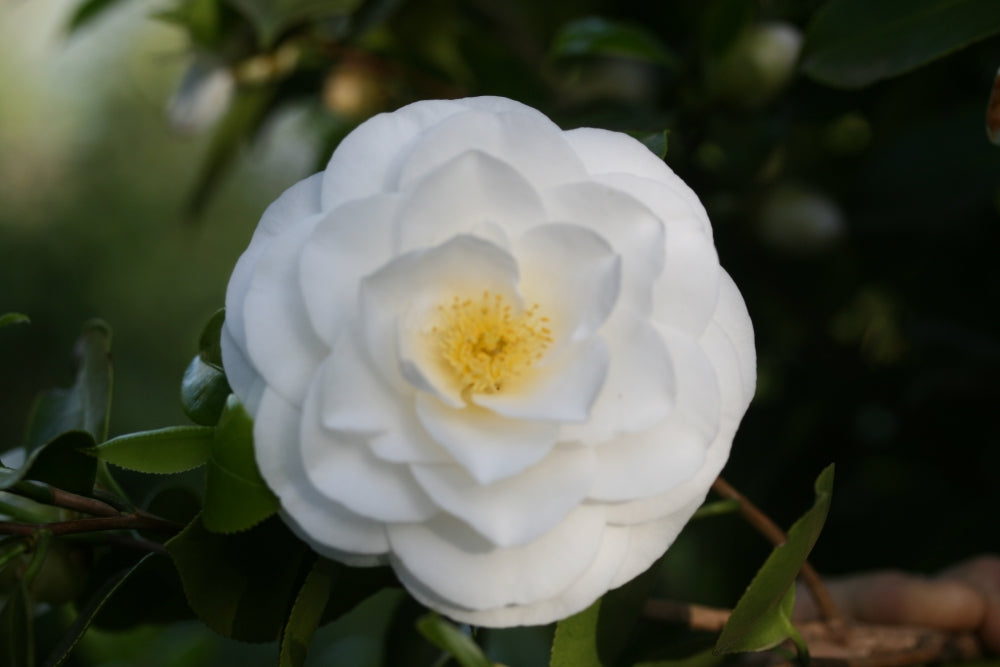 Camellia Janet Waterhouse (Camellia japonica)