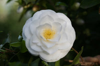 Camellia Janet Waterhouse (Camellia japonica)