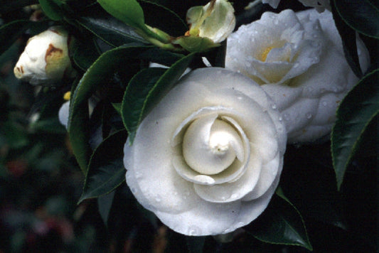 Camellia Janet Waterhouse (Camellia japonica)