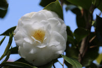 Camellia Janet Waterhouse (Camellia japonica) - Ladybird Nursery