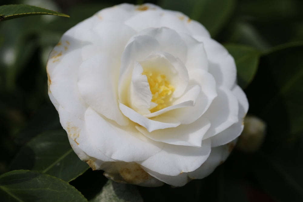 Camellia Janet Waterhouse (Camellia japonica)