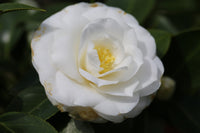 Camellia Janet Waterhouse (Camellia japonica)