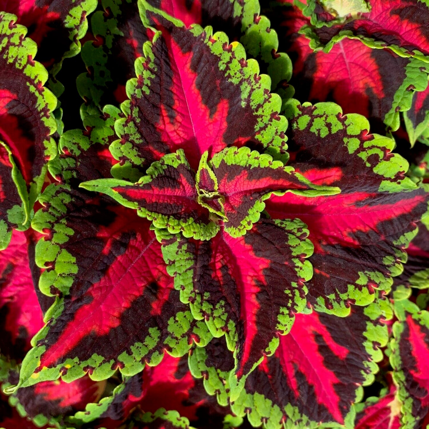 Coleus Heartbreaker