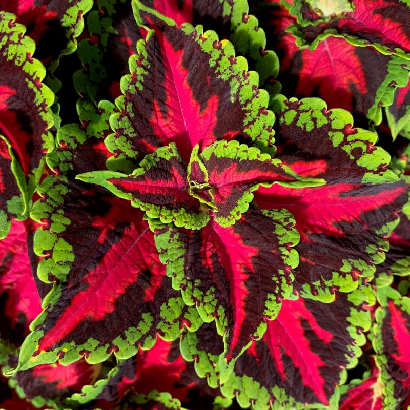 Coleus Heartbreaker