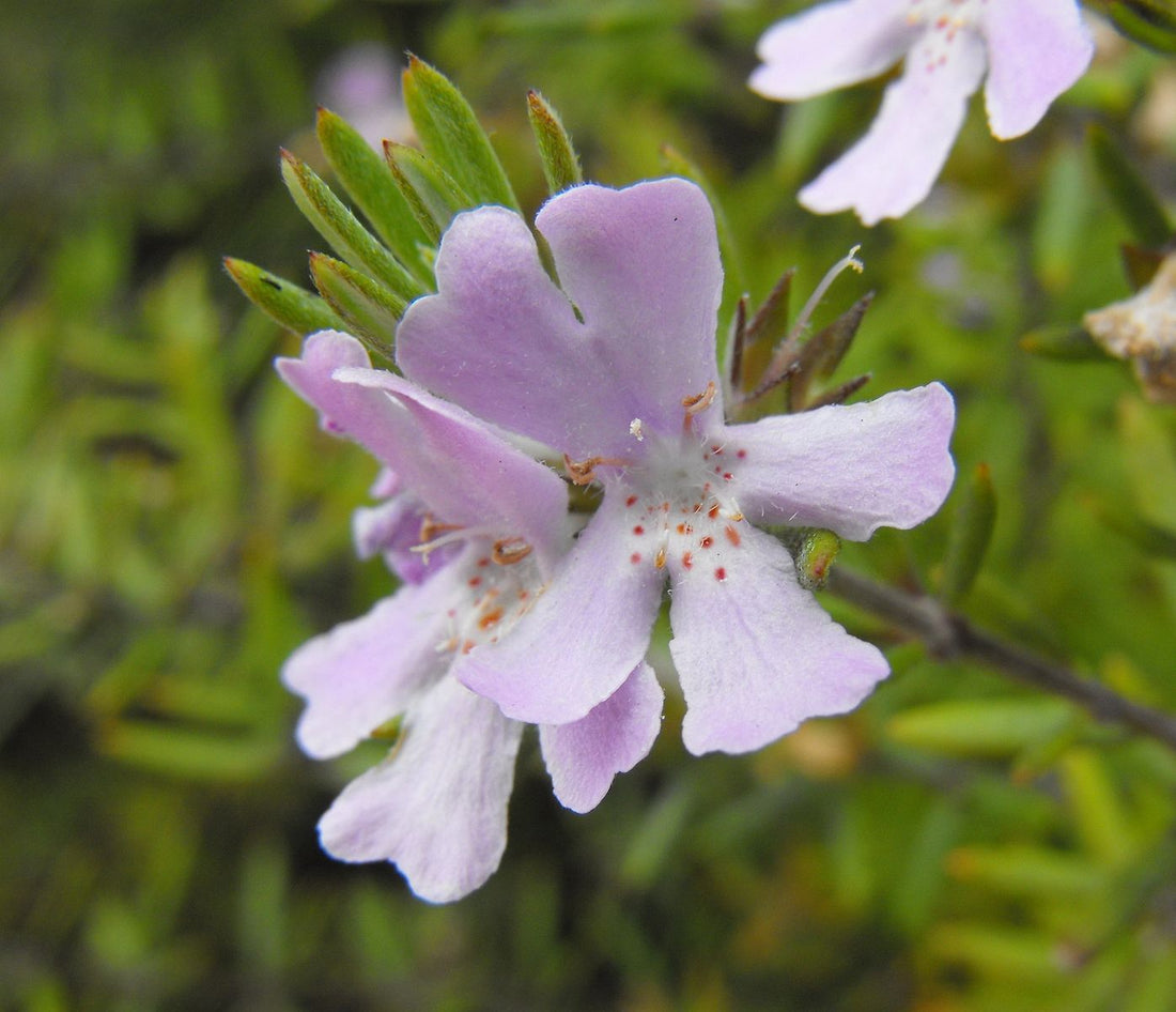 Coastal Rosemary Wynyabbie Gem (Westringia) - Ladybird Nursery