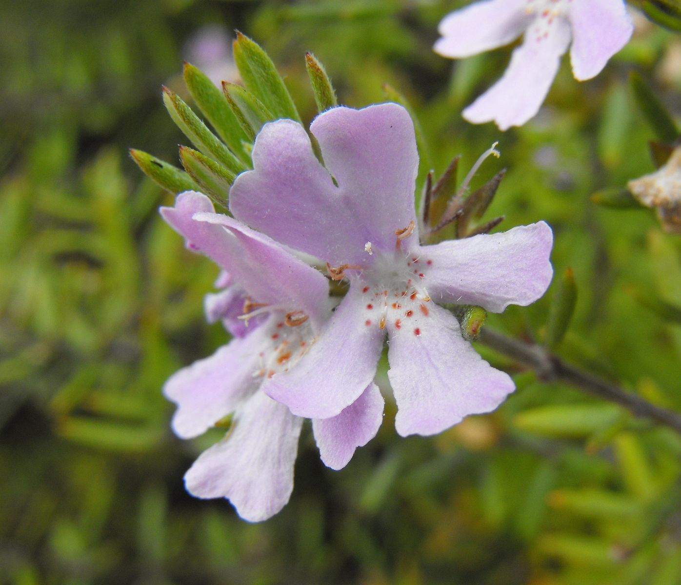 Coastal Rosemary Wynyabbie Gem (Westringia)