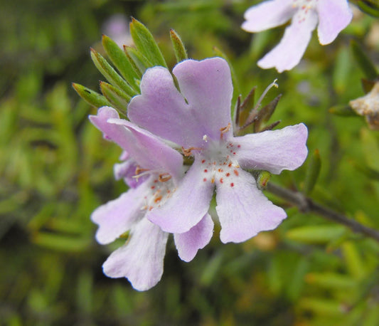 Coastal Rosemary Wynyabbie Gem (Westringia)