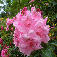 Rhododendron Pink Pearl