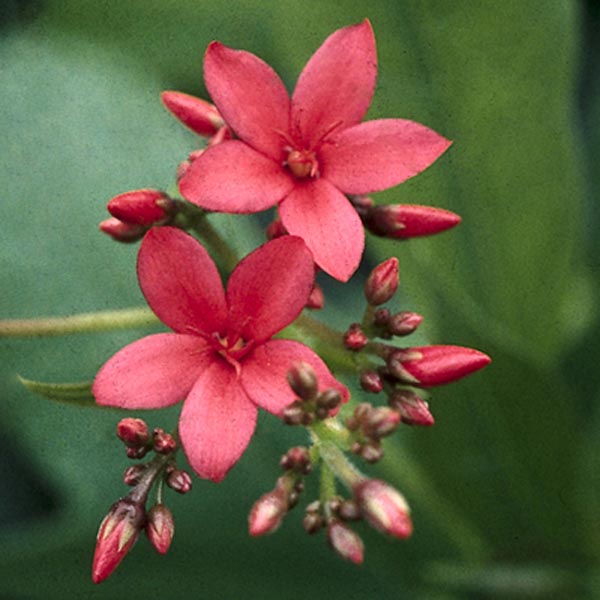 Peregrina (Jatropha integerrima)