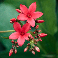Peregrina (Jatropha integerrima)