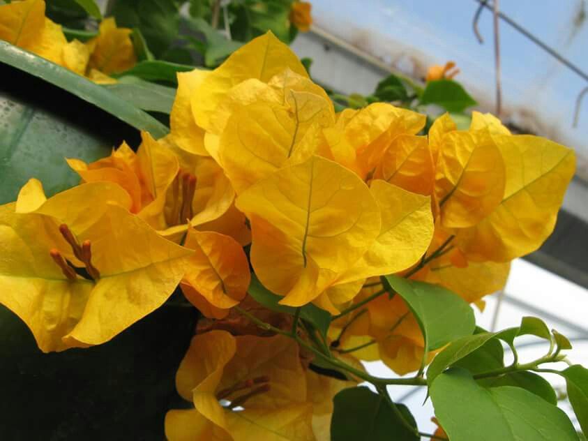 Bougainvillea California Gold (Bougainvillea glabra) - Ladybird Nursery