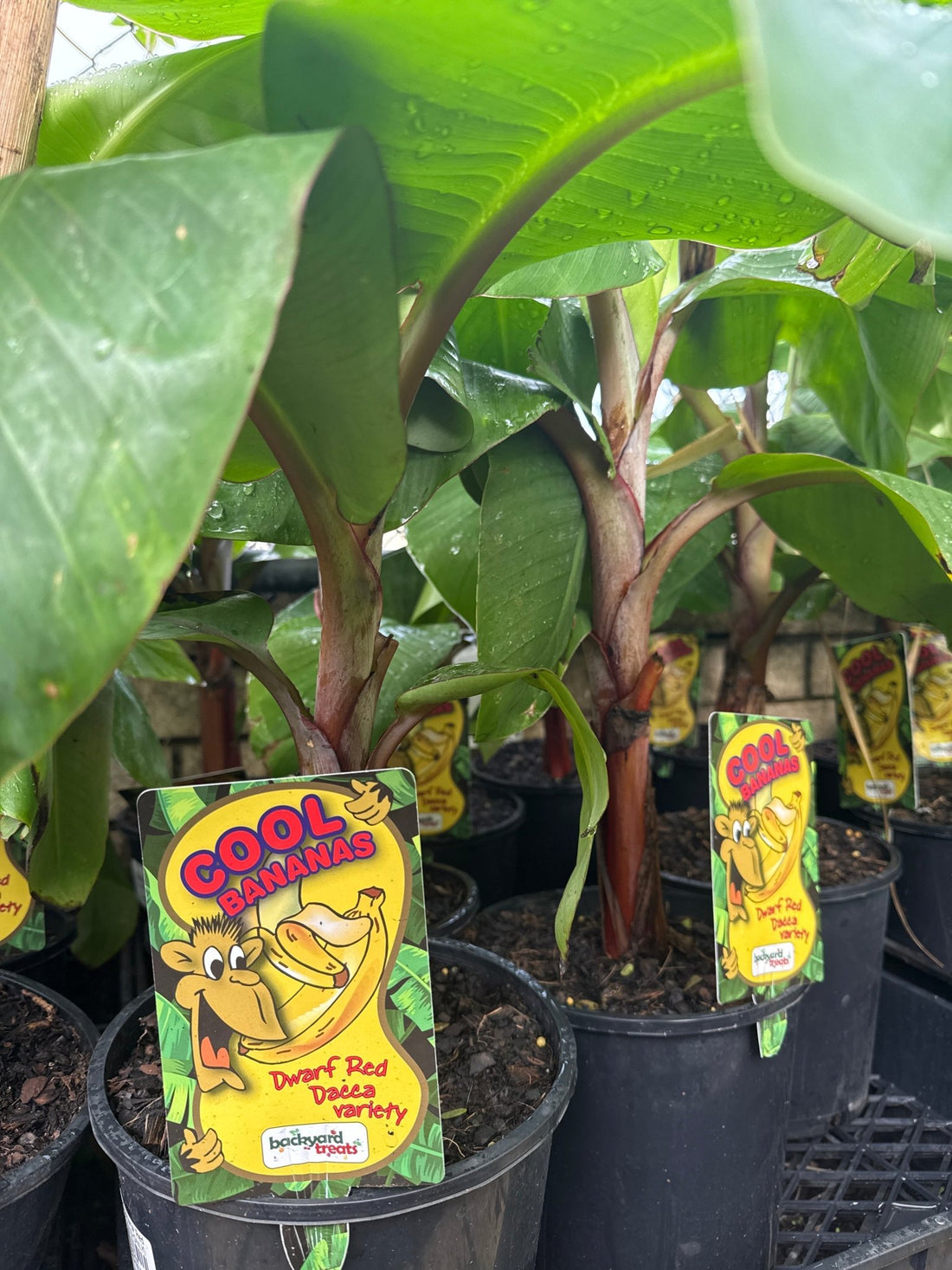 Dwarf Banana 'Red Dacca' (QLD ONLY) - Ladybird Nursery