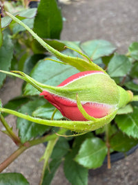 Rosa Terrazza® Scented Peach (Rosa) - Ladybird Nursery