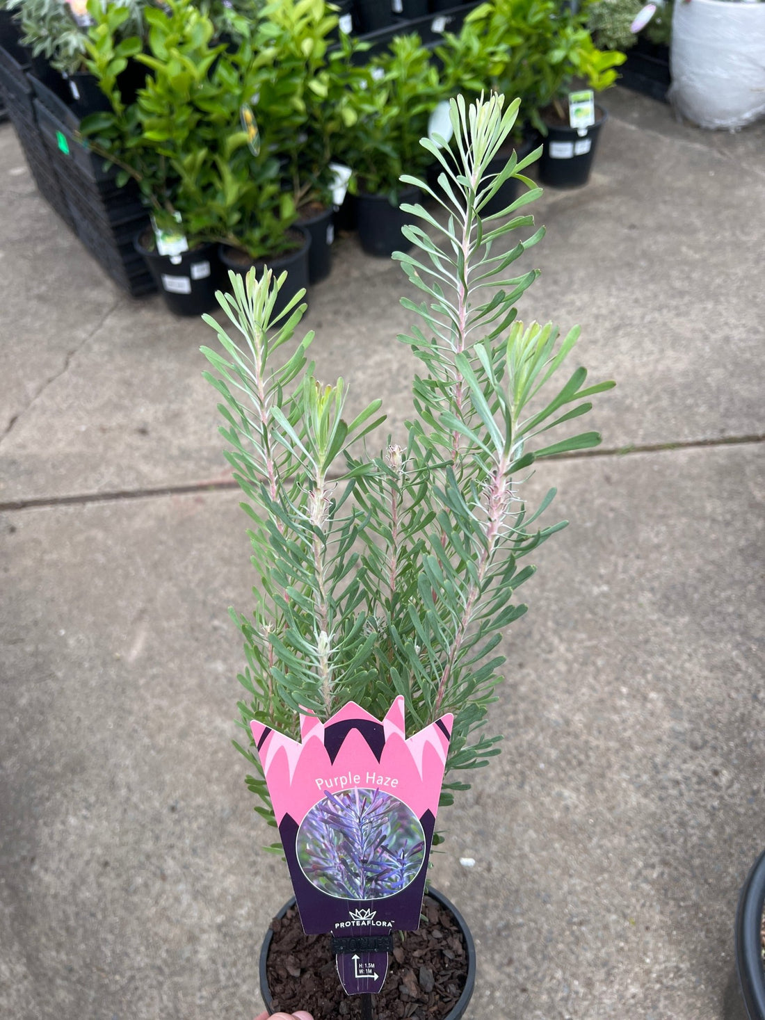 Leucadendron 'Purple Haze' - Ladybird Nursery