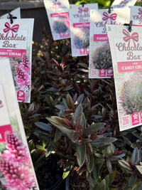 Hebe Chocolate Box 'Candy Cream' - Ladybird Nursery