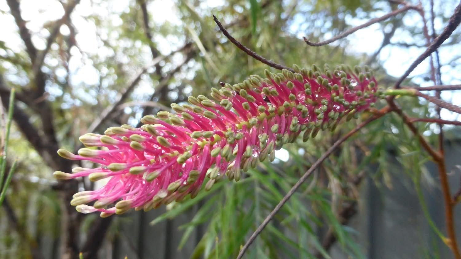 Grevillea 'Panrock Princess' - Ladybird Nursery